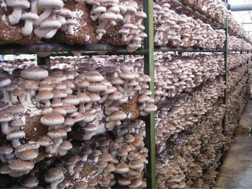 食用菌蘑菇保鮮冷庫(kù)