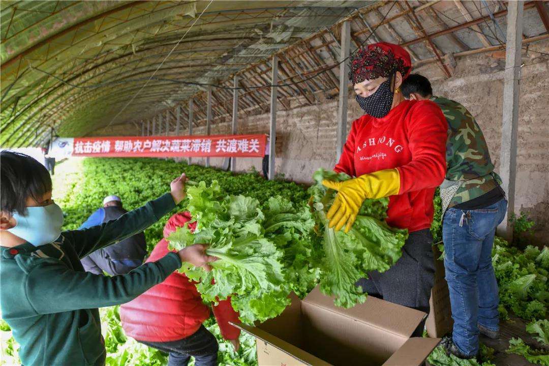 疫情蔬菜冷庫(kù)