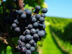 建造300噸葡萄保鮮冷庫需要多少錢？