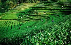 上海建1000㎡茶葉冷庫（冷藏、冷凍庫倉庫）安裝預(yù)算多少錢